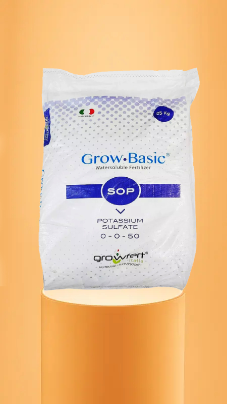 سولوپتاس گروبیسیک