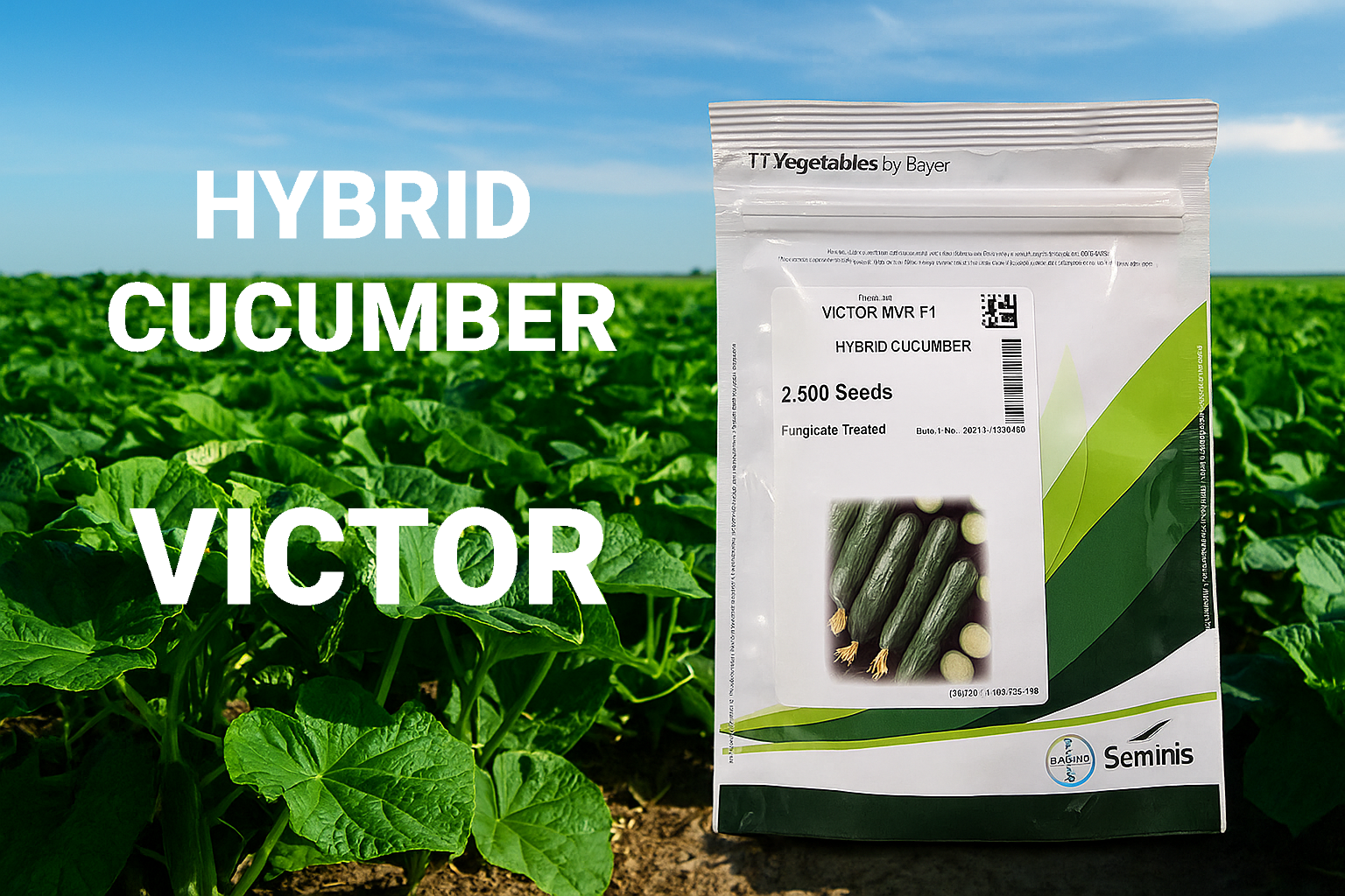 بذر خیار زمینی ویکتور سمینیس