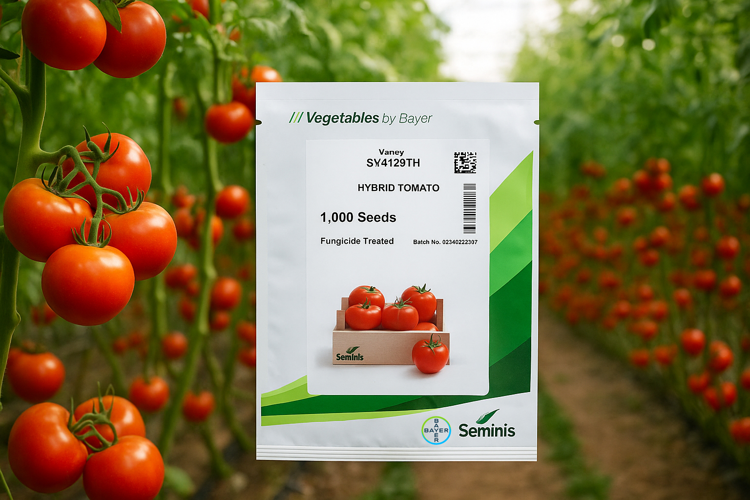 بذر گوجه گلخانه ای 4129 سمینیس