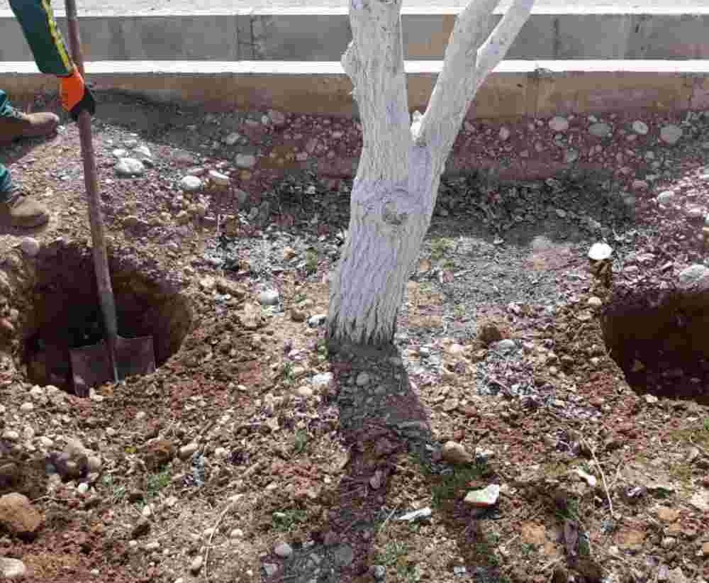 چالکود پاییزه