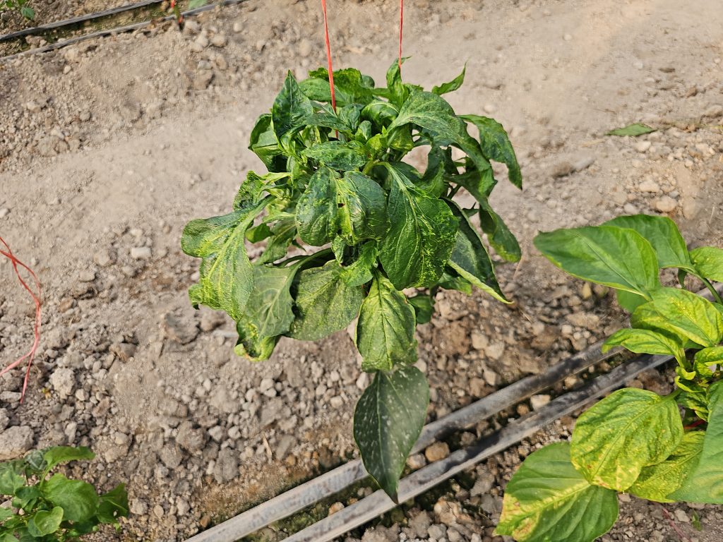 انواع ویروس صیفی جات