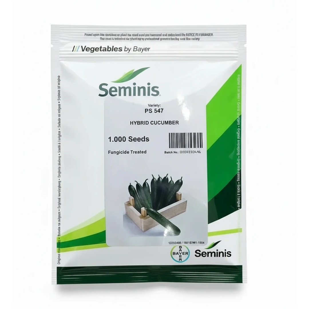 بذر خیار گلخانه ای پی اس547 سمینیس